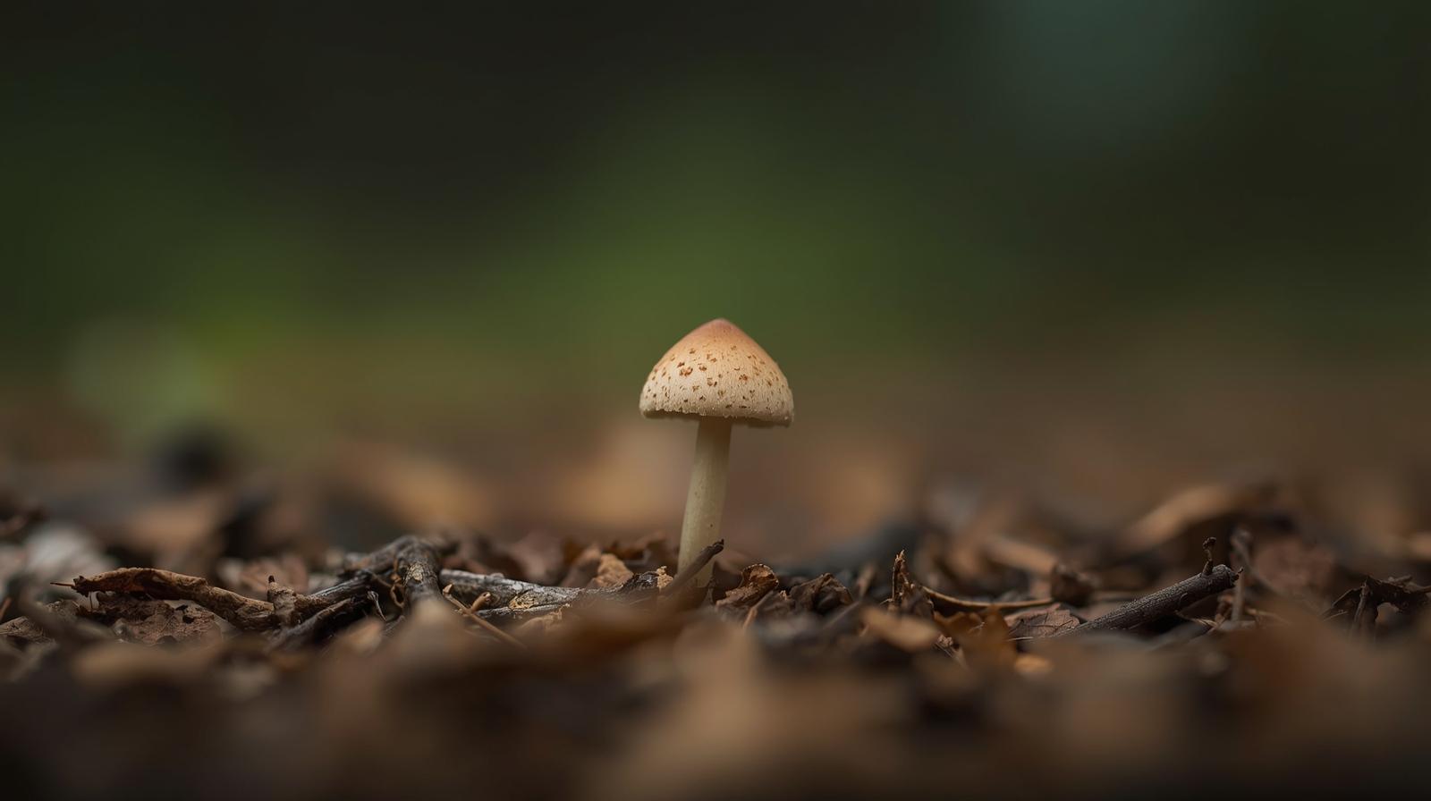 Mushroom